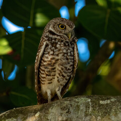 owl
