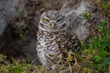 Burrowing owl