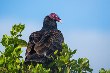 vulture on a tree