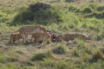 A pride of lions gather around the carcass of a buffalo and have  the buffalo feast on the vast savanna of Maasai Mara, Kenya
