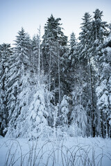 Snow covered trees along the road 