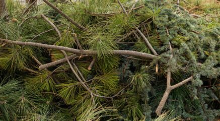 cut branches of a fir tree, coniferous tree