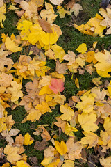autumn leaves background