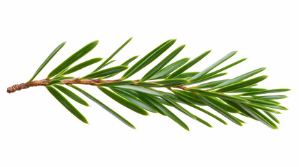 Fototapeta premium Evergreen branch, isolated on white background, ideal for botanical designs or holiday imagery