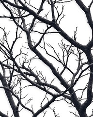 Naklejka premium A stark, black-and-white image showcasing intricate, bare tree branches against a white background, emphasizing nature's skeletal beauty.