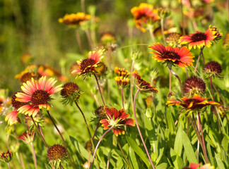 Blanketflower, Gaillardia. A bed of many brightly colored red and yellow flowers and bright green leaves of this popular native garden plant.