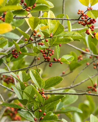 Dahoon Holly tree, Ilex cassine. A close-up of the branches, leaves, and red-orange berries.