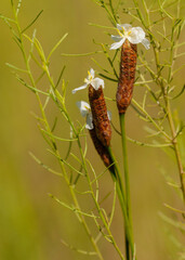 Xyris spp. White flower version of yellow-eyed Grass. Three sheathed scapes with a terminal white flowers with yellow stamens.