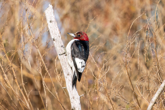 Red headed woodpecker