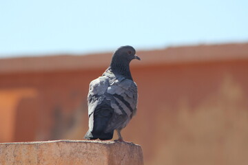 Gray Pigeon sitting on Roof Top Close Up