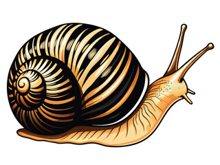 Generate a realistic vector illustration of a tiger snail. The snail should have a brown shell with black stripes, resembling a tiger's coat. Show its soft body extending from the shell. © makyas