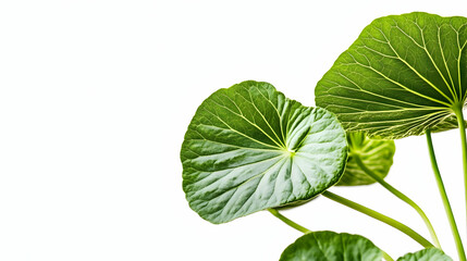 Lush green leaves against white background, ideal for wellness or nature design