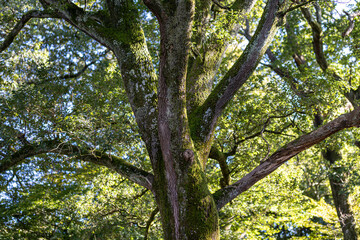 Un arbre de type chène vu de dessous avec ses grandes branches qui couvrent totalement le ciel