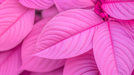 Pink leaves close-up, vibrant texture, botanical background, ideal for design