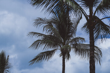 Lush green palm trees sway gently against a backdrop of a bright blue sky with soft white clouds