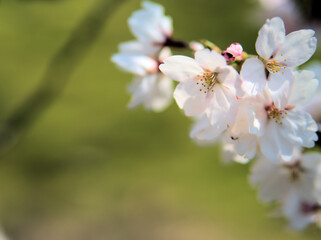 4月に咲いたピンク色のサクラ「染井吉野（ソメイヨシノ）」