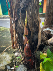 banana shoots developing between rocks