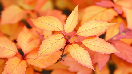 Obraz premium Autumn leaves close-up, vibrant orange foliage, blurred background, nature photography, ideal for fall themes