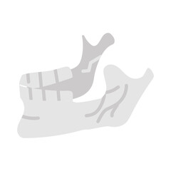Jaw Bone Flat Icons, Vector illustration © Vectors