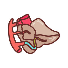 Cerebellar Arteries Filled Icons , Vector illustration