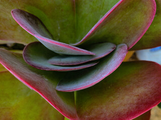 Green-pink leaves in rosettes. Small succulent with plump green-pink leaves in rosettes.