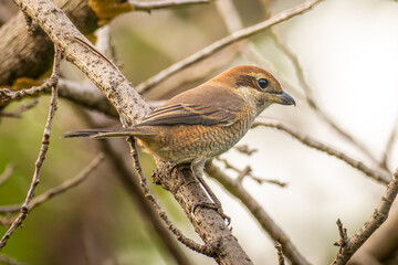 枝にとまるモズ