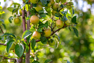 Apple tree. Red apple orchard. Apple garden. Branch of ripe red apples on a tree in a garden. Autumn Harvest.