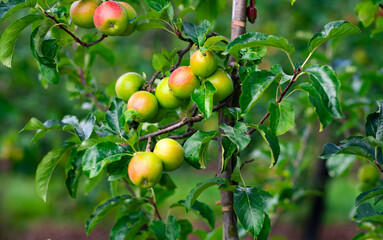 Apple trees with ripe red apples in the garden. Natural red apples on branches of trees. Autumn apple orchard. Red juicy apples in apple orchard.