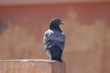 Gray Pigeon sitting on Roof Top Close Up