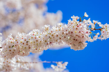 Spring flower background. White cherry blossom at sky background. Blossoms Trees background. Springtime. Background of blossoming cherry tree.