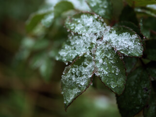 雪が降り始めた12月のノイバラの葉