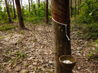 A close-up of a rubber tree with latex flowing into a small clay cup in a tropical plantation, surrounded by dry leaves and lush greenery
