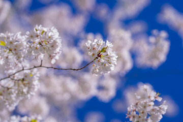 White bloom flowers. Blossom cherry tree on blue sky background. Spring background of bloom tree. Cherry bloom in spring time over blue sky. Flower bloom.