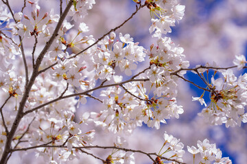 Obraz premium White cherry flower background. White flowers blossom at sky background. Blossom Tree nature background. Springtime background of blossoming cherry tree.