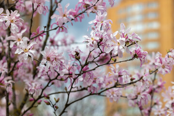 Branches of a blooming magnolia tree against the backdrop of buildings