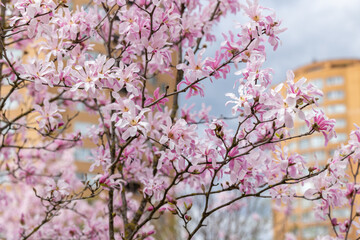 Blooming magnolia tree against blue sky and yellow buildings