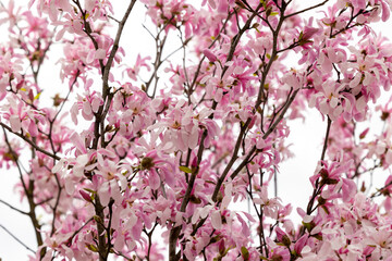 Obraz premium Branches of a blooming magnolia bush against the sky