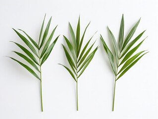 Obraz premium Elegant Tropical Palm Leaves on White Background
