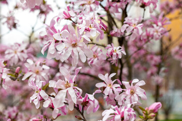 Fototapeta premium Branches of a flowering magnolia tree with pink flowers and buds