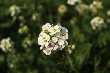 Fleurs blanches 3