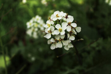 Fleurs blanches 2