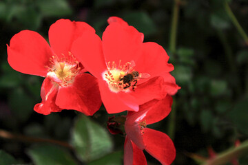 Fleurs rouge et abeille  © HooPhotos