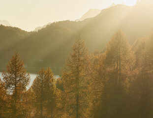 Goldene herbst Bäume mit Berg. Letzte Sonnenstrahle von dem Sonnenuntergang bricht durch die Bäume