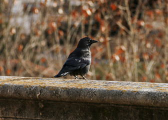Corbeau en ville © HooPhotos