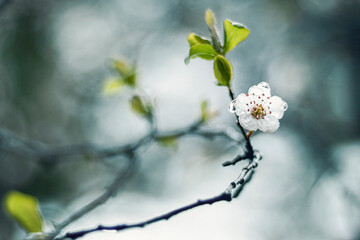 Fleur d'amandier