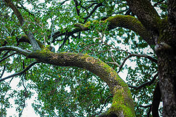 branches d'arbres verdoyante 