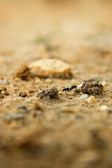 Fourmi marchant en macro