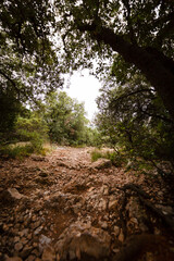 Foret en montagne dans le brouillard 7