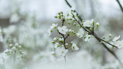 Fleur d'amandier 2