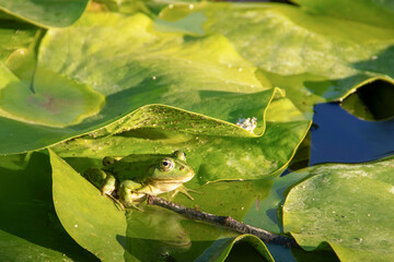 Grenouille dans nénuphar 9